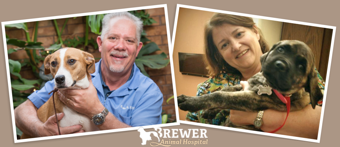 Our veterinarians are here to help your pet with wellness exams our clients love us! Veterinarian Springfield Illinois Brewer Animal Hospital