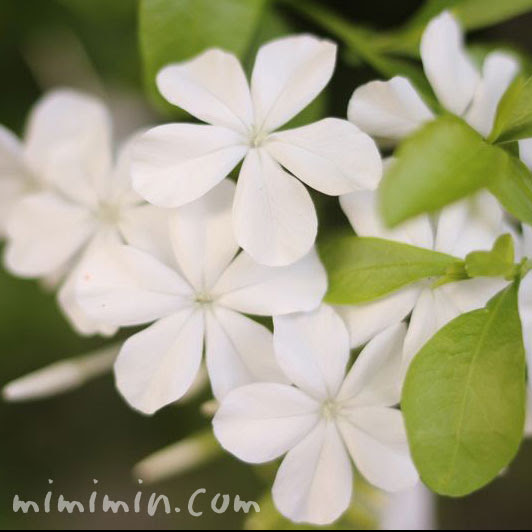 ユニークルリマツリ 白 最高の花の画像
