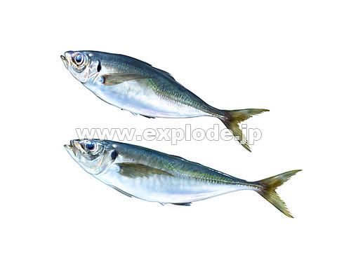すべての動物の画像 トップ100 アジ イラスト リアル