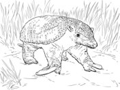 Get crafts, coloring pages, lessons, and more! Amazon Rainforest Animals Coloring Pages Free Printable Pictures