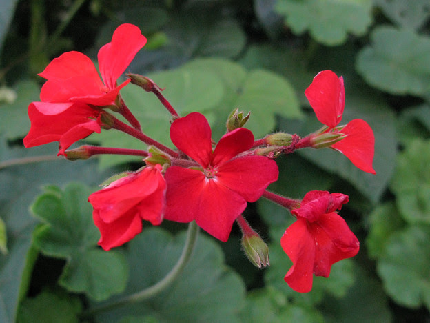 美しい花の画像 驚くばかり夏 赤い 花