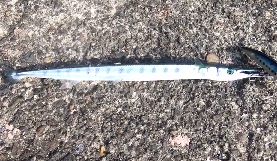 ダツは超危険 釣り人やダイバーに刺さる事故が起こりやすいサヨリに似た魚