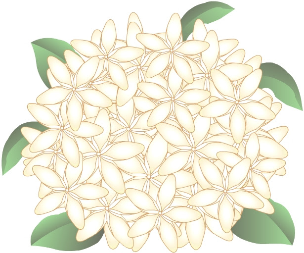 これまでで最高のジャスミン 花 イラスト フリー すべての美しい花の画像