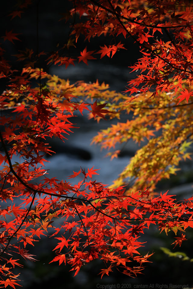 ベスト50 かっこいい Android 壁紙 和風 最高の花の画像
