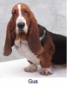 This breed originated from the french as basset is a french word for 'low', which suffices considering the petite height of the basset hound. Tait S Bassets Homepage