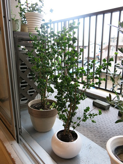 すべての美しい花の画像 最高ベンジャミン バロック 植え 替え