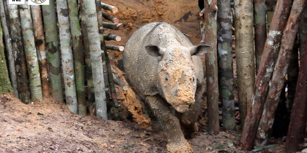 Near-Extinct Rhino Spotted In Indonesian Borneo For The First Time In 40 Years