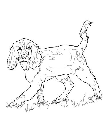 Springer spaniel art print springer spaniel sunset by artist dj rogers about the artwork: English Springer Spaniel Coloring Page Free Printable Coloring Pages