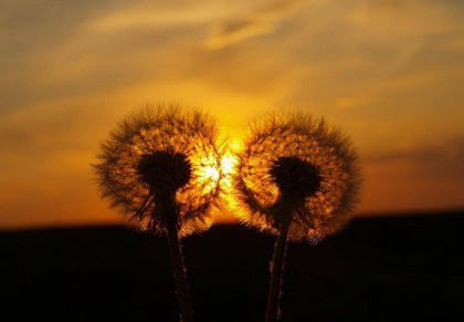 two-dandelions