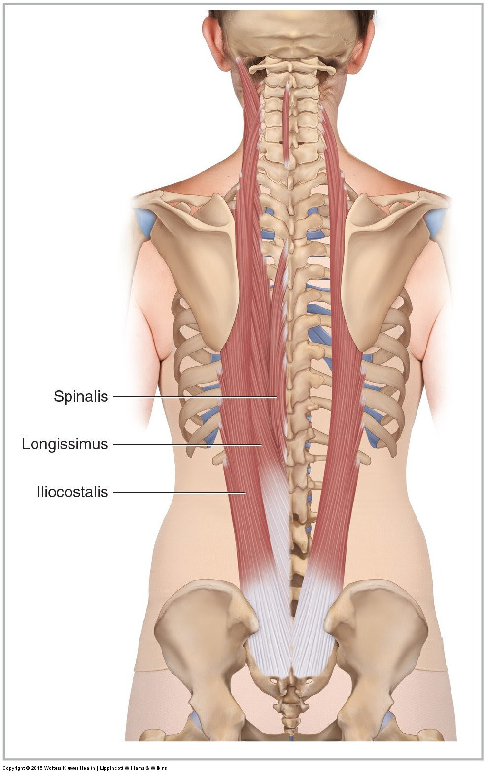 The muscles of the lower back help stabilize, rotate, flex, and extend the spinal column, which is a bony tower of 24 vertebrae that gives the body structure and houses the spinal cord. Muscles Of The Lumbar Spine Of The Trunk