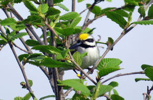 1_distasters_warbler.jpg