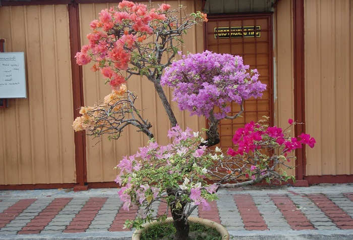Terbaru 38 Harga  Bonsai Bunga  Kertas 