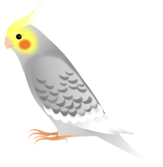 ほとんどのダウンロード オカメインコ イラスト 写真素材 フォトライブラリー