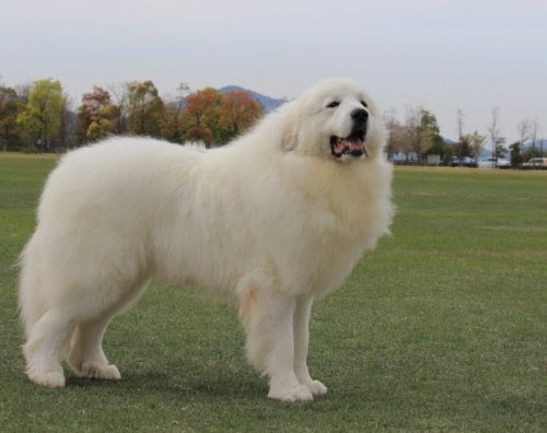 元の白い 大きい もふもふ 犬 最高の花の画像