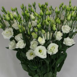 La descrive molto simile alle rose, ma senza spine e con fiori. Lisianthus Gruppo Padana