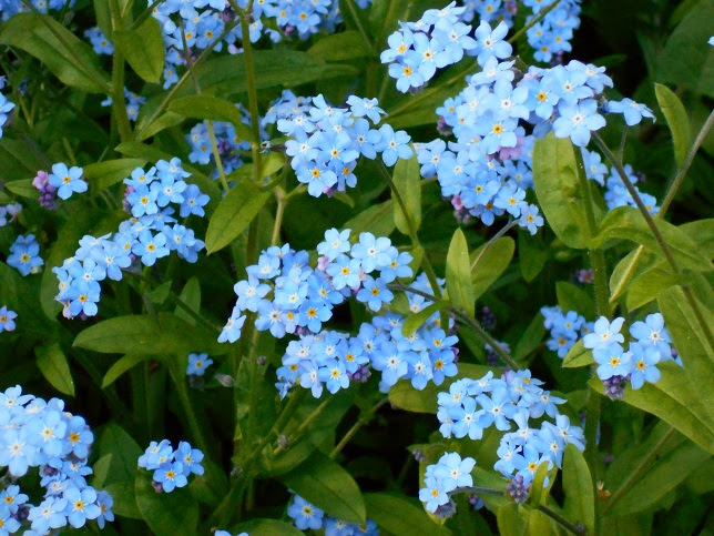 ダウンロード済み 雑草 青い 花 雑草 青い花 名前 Berkah Picturebsvnb