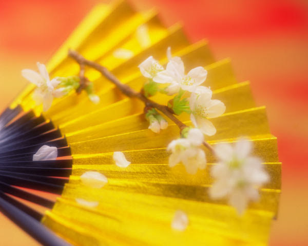 50 素晴らしいお正月 写真 フリー 無料 花の画像