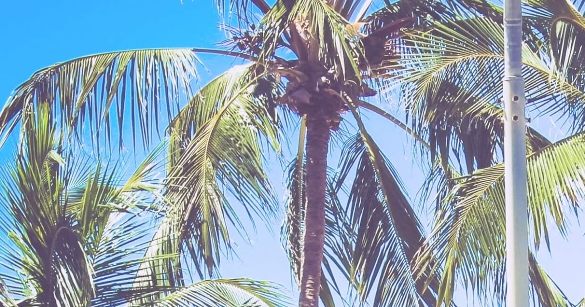 夏 おしゃれ 壁紙 高画質 夏 おしゃれ 壁紙 高画質