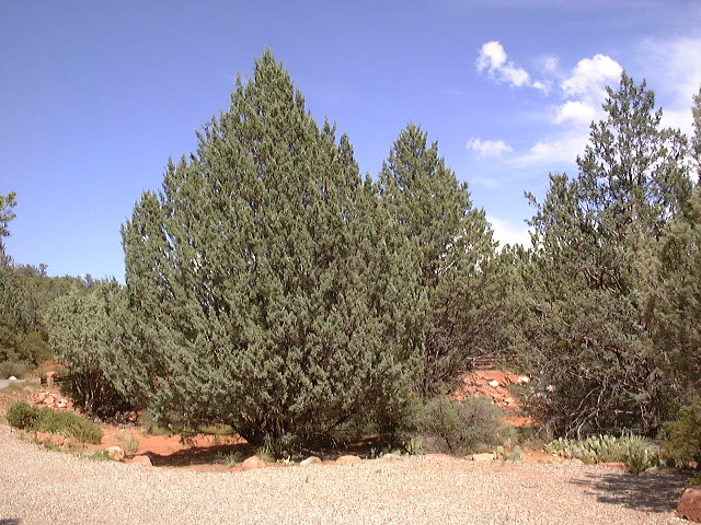 Arizona's landscape allows for plant. Backyard Gardener Coniferous Trees For The Verde Valley October 15 2014
