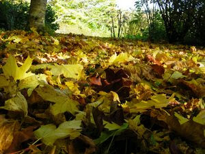 autumn leaves2