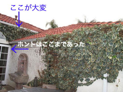 √70以上 ツタ 壁 這わせる 182513-ツタ 壁 這わせる