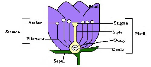 Other parts of the flower. Flower Anatomy Parts Of A Flower And Thier Functions