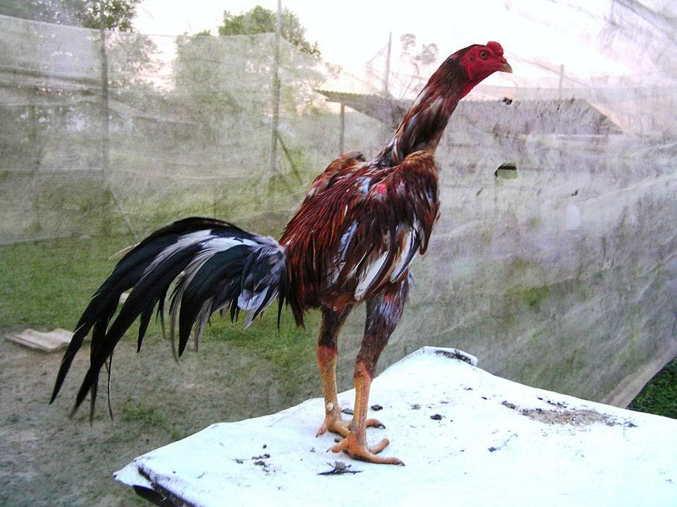 Koleksi Ayam Laga