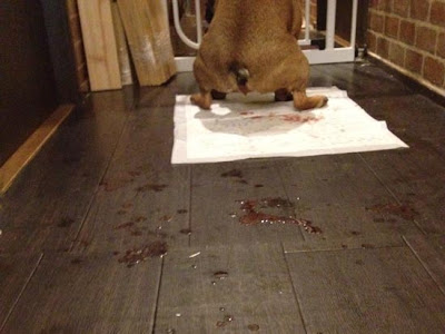 犬 おしり 血が出る 162683-犬 おしり 血が出る