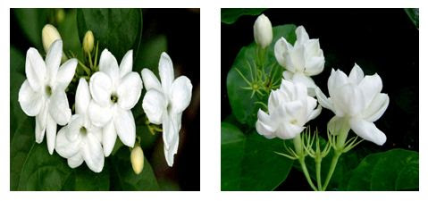 Paling Bagus 11 Bunga  Melati  Putih Sebagai  Puspa  Bangsa  