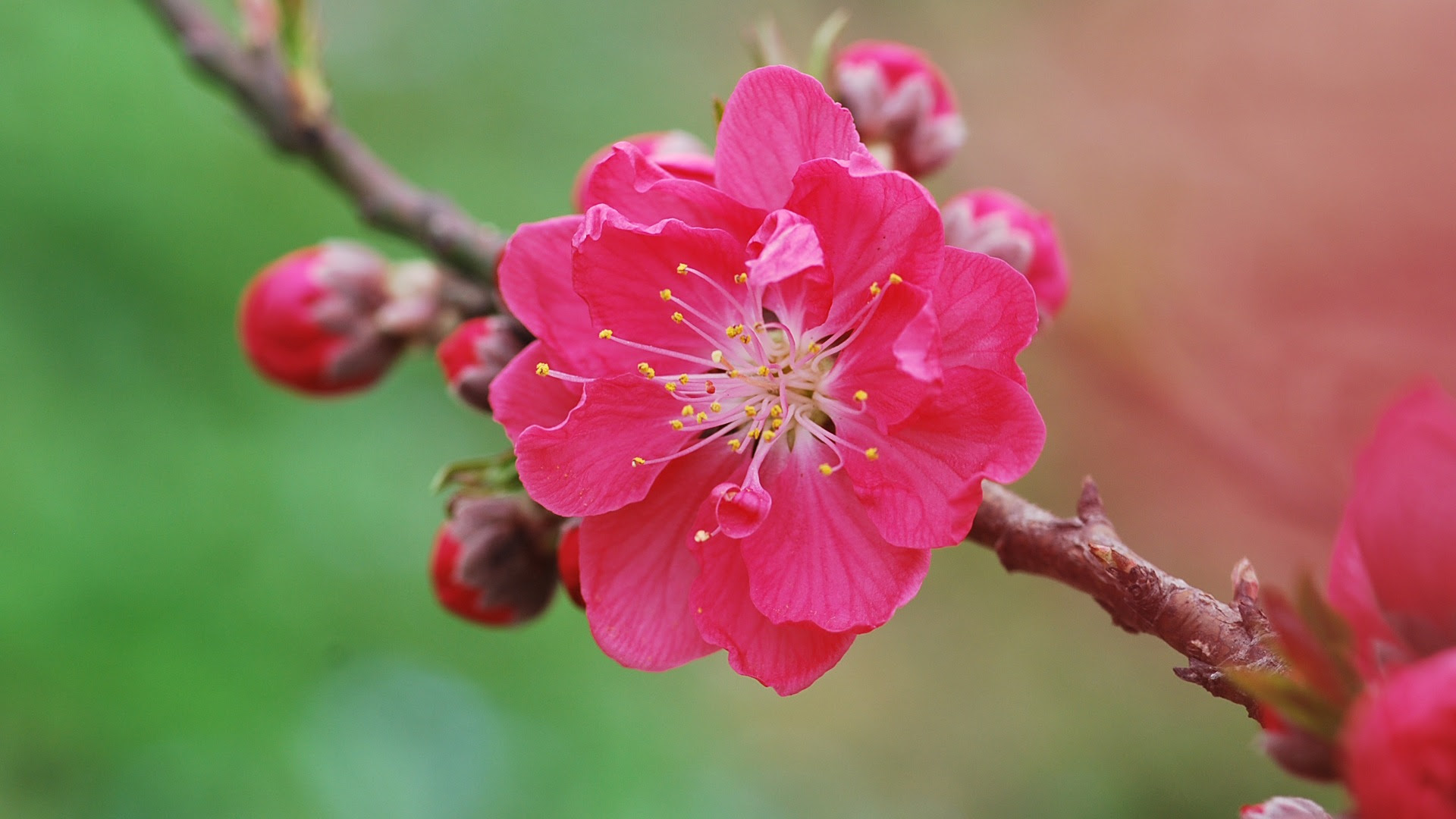 桃 待ち受け 1799 桃 の 花 待ち受け 効果