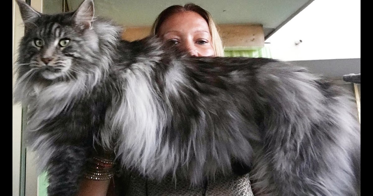 Maine Coon Cat Price Uk - Baby Kitten Pics
