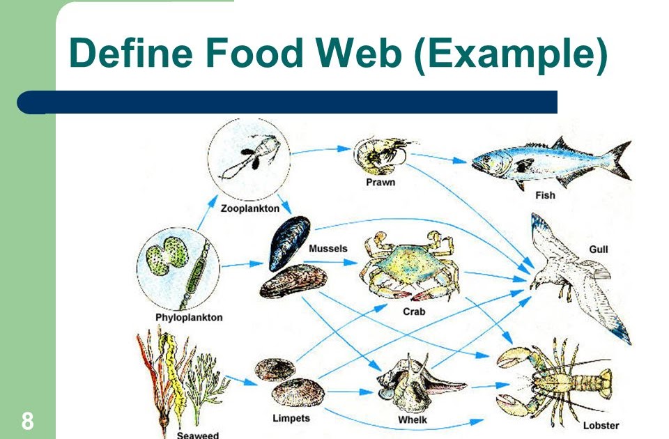 Food Web Definition / Trophic Levels Review Article