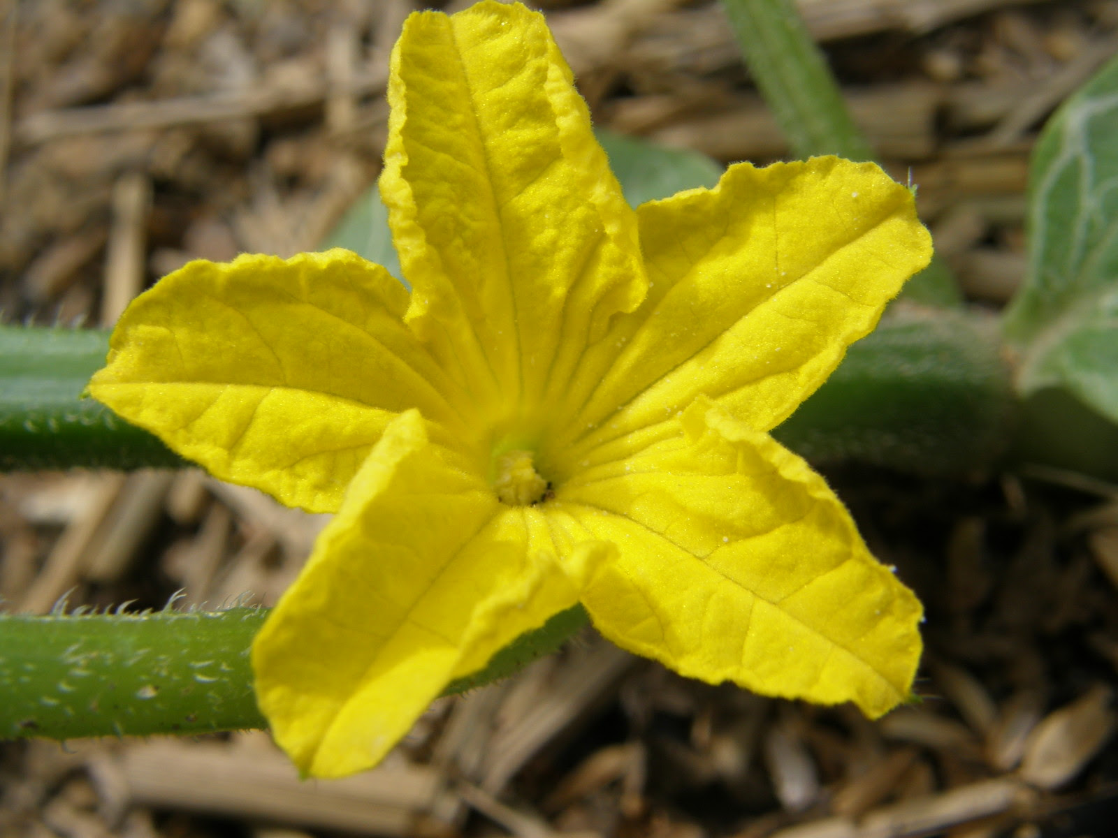 すべての美しい花の画像 新鮮なきゅうり 花言葉