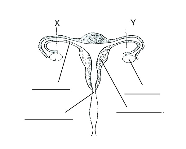 Feb 21, 2018 · these systems include the central nervous system, the circulatory system, the respiratory system, the digestive system, the immune system, the reproductive system, the skeletal structure and musculature. Female Reproductive System