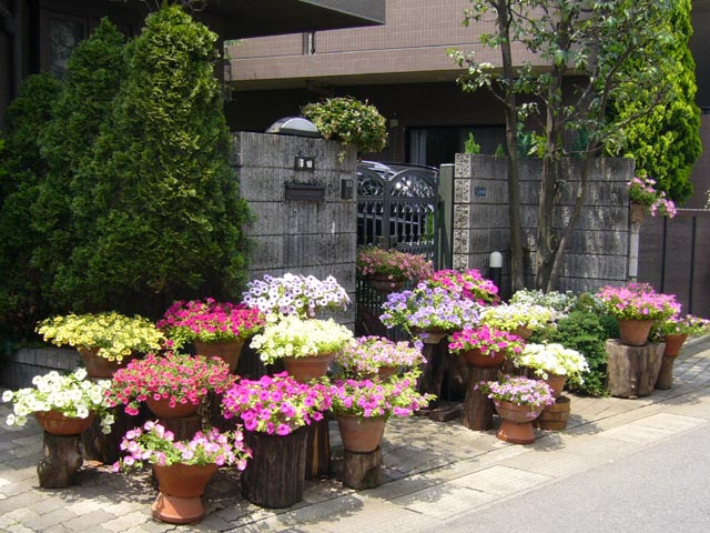 美しい花の画像 上5月 植える 花