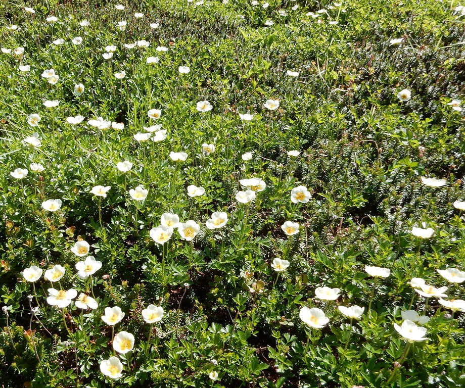 ぜいたくどんどん 増える 花 すべての美しい花の画像