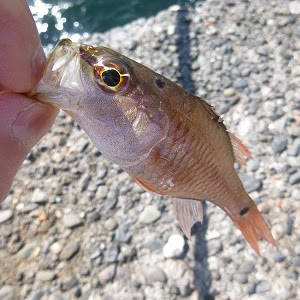 綺麗な堤防魚 すべての魚の画像