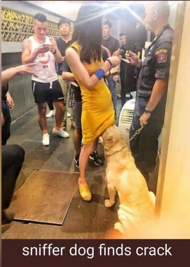 Funny meme showing dog under a girl's dress. Says,"Sniffer dog finds crack."