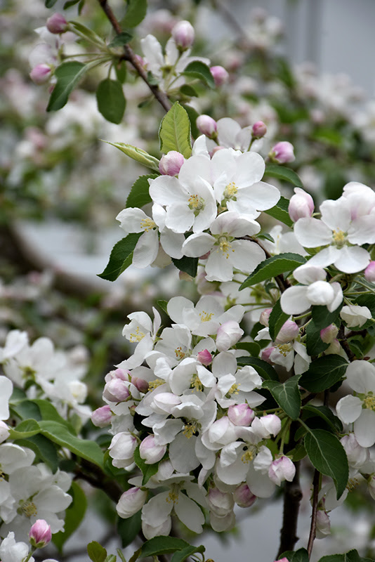 We did not find results for: Chestnut Crab Apple Malus Chestnut In Salt Lake City Utah Ut At Millcreek Gardens
