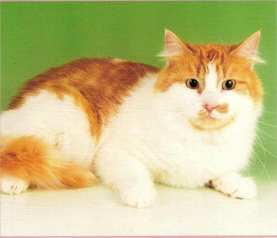 Chat Persan Roux Et Blanc