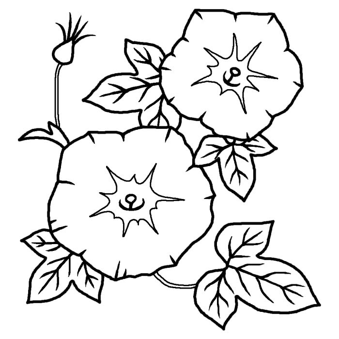 Japan Image 朝顔 イラスト 白黒