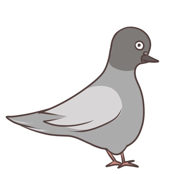 綺麗な鳩 可愛い イラスト イラスト画像