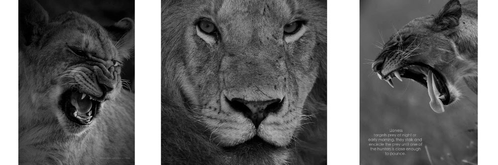 From a massive atlas of the world to helen frankenthaler's paintings, here are the 26 most beautiful, expensive, and fascinating art and photography books published this year. Asili Yetu Afrika Wildlife Coffee Table Book By Kenyan Photographer David Macharia Versatile Adventures