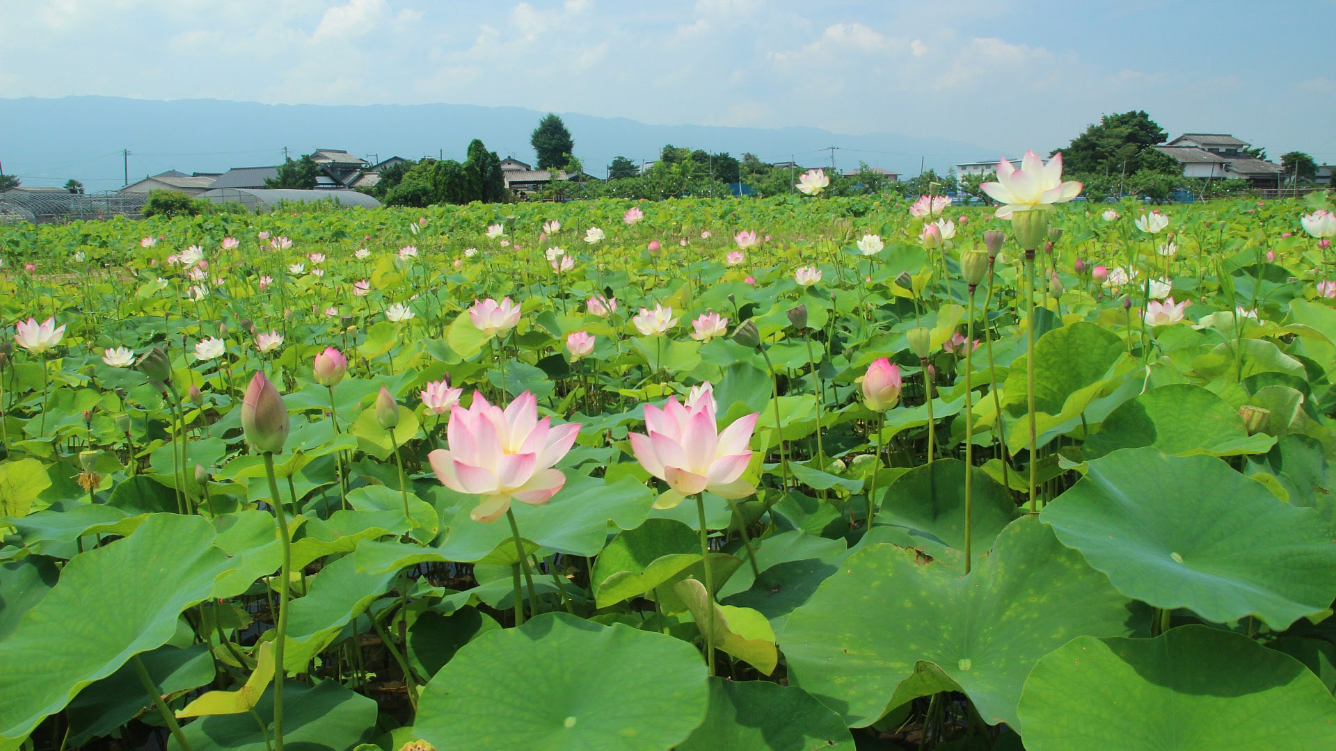 驚くばかりレンコン 蓮 最高の花の画像