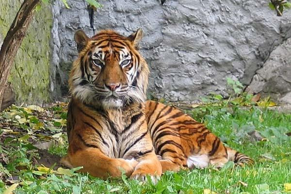 18 Gambar Harimau Sumatera Cari Gambar Keren HD