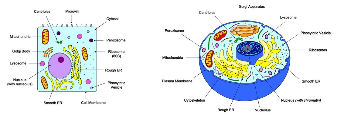 Posted on december 4, 2018december 3, 2018. 2 3 Eukaryotic Cells Bioninja