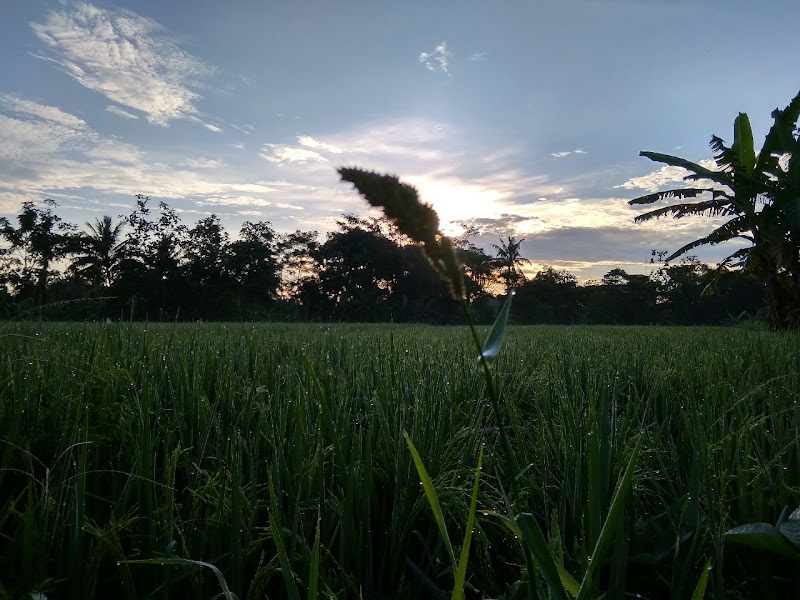 Populer 14+ Gambar Suasana Desa Pagi Hari