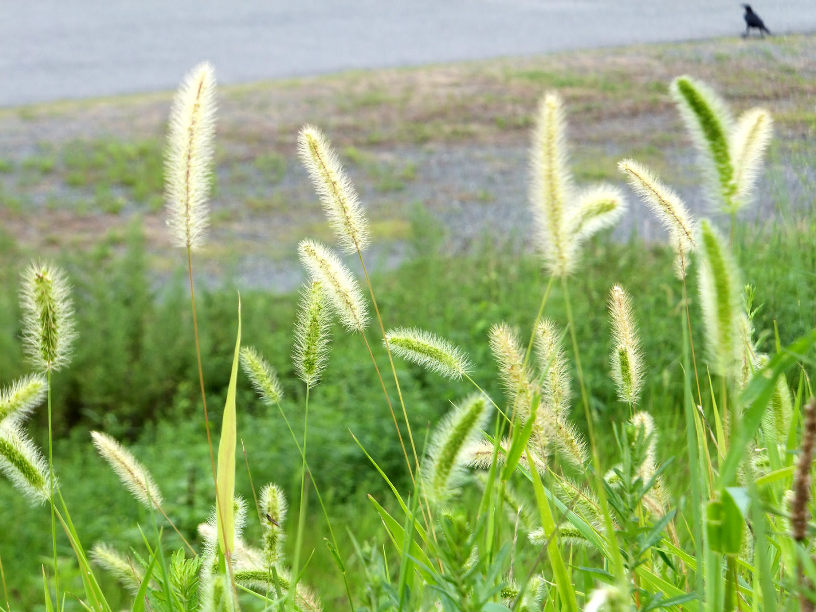 ベスト50 猫じゃらし 花 最高の花の画像