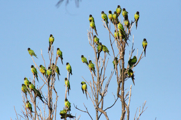 Nanday parakeets in Malibu. Popular in the cage bird trade, they are native to South America.