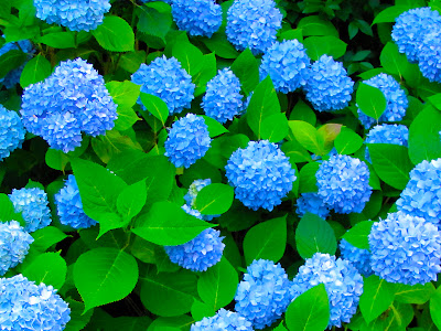 紫陽花 壁紙 無料 329254